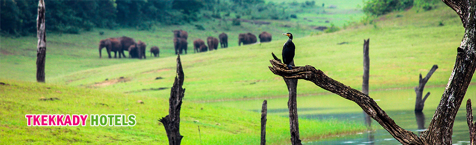 thekkady hotel rooms