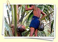 kerala toddy tapping